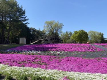 【和気町】一面の芝桜が美しい！巨大なツリーハウス型の木製遊具が楽しい森の中のキャンプ場【和気美しい森】